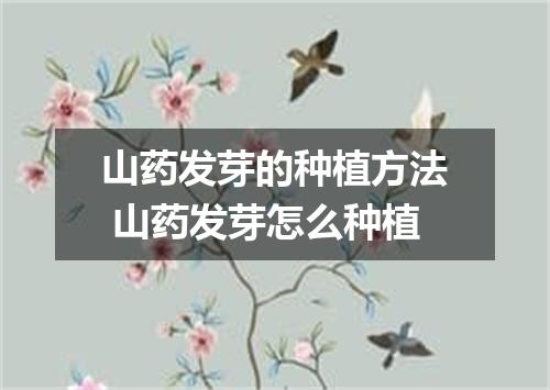 山药发芽的种植方法 山药发芽怎么种植