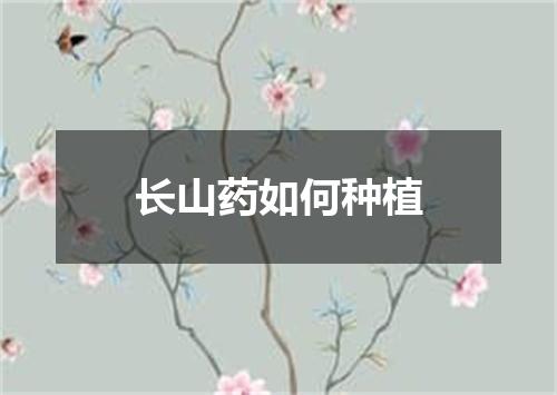 长山药如何种植