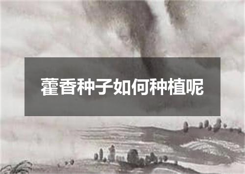 藿香种子如何种植呢