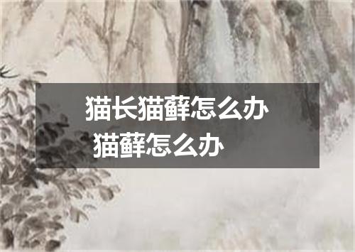猫长猫藓怎么办 猫藓怎么办