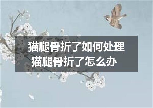 猫腿骨折了如何处理 猫腿骨折了怎么办