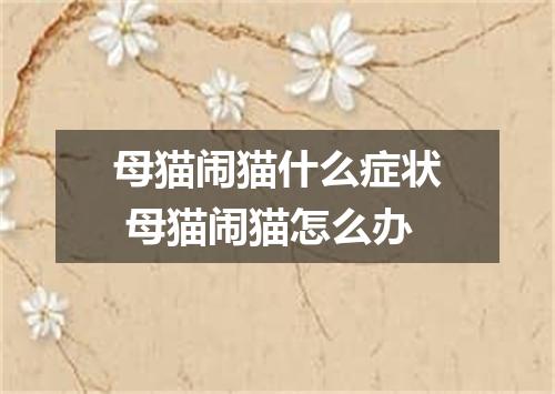 母猫闹猫什么症状 母猫闹猫怎么办