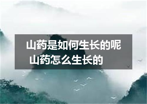 山药是如何生长的呢 山药怎么生长的