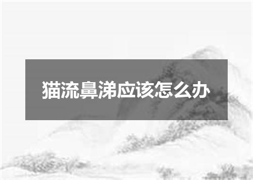 猫流鼻涕应该怎么办