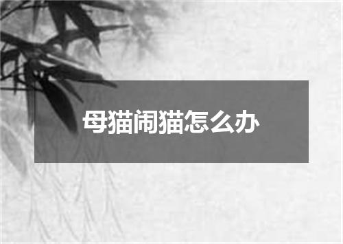 母猫闹猫怎么办