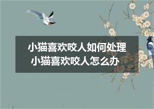 小猫喜欢咬人如何处理 小猫喜欢咬人怎么办