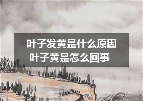 叶子发黄是什么原因 叶子黄是怎么回事