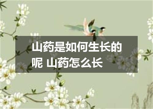 山药是如何生长的呢 山药怎么长