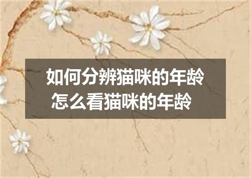 如何分辨猫咪的年龄 怎么看猫咪的年龄