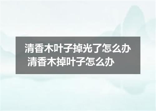 清香木叶子掉光了怎么办 清香木掉叶子怎么办