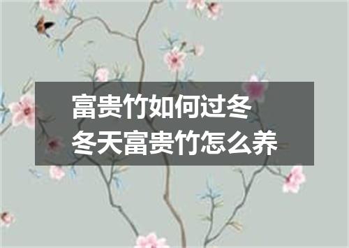 富贵竹如何过冬 冬天富贵竹怎么养