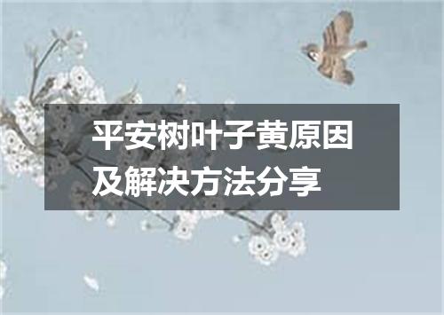 平安树叶子黄原因及解决方法分享