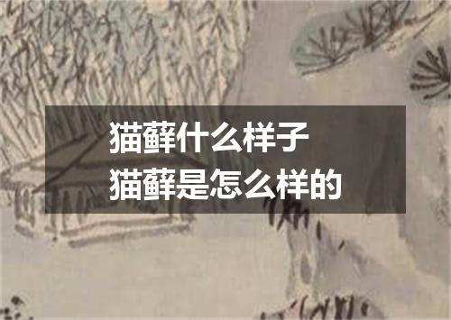 猫藓什么样子 猫藓是怎么样的