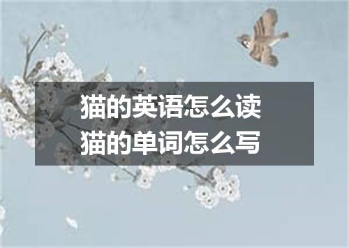 猫的英语怎么读 猫的单词怎么写