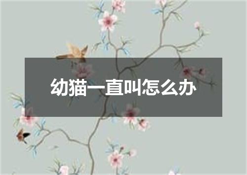 幼猫一直叫怎么办