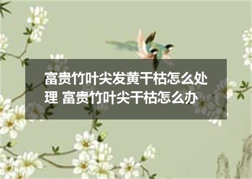 富贵竹叶尖发黄干枯怎么处理 富贵竹叶尖干枯怎么办