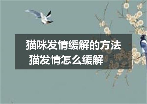 猫咪发情缓解的方法 猫发情怎么缓解