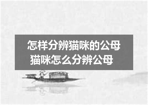 怎样分辨猫咪的公母 猫咪怎么分辨公母