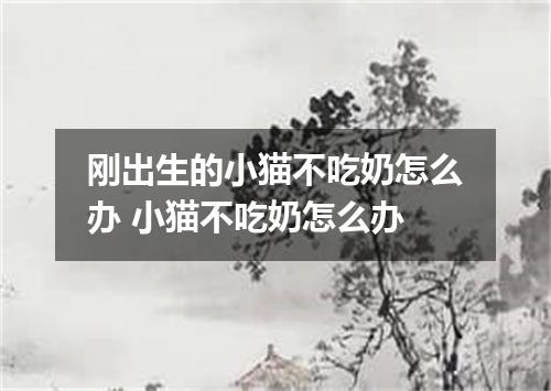 刚出生的小猫不吃奶怎么办 小猫不吃奶怎么办