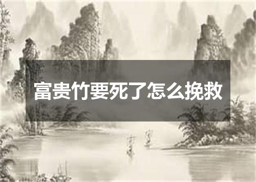 富贵竹要死了怎么挽救