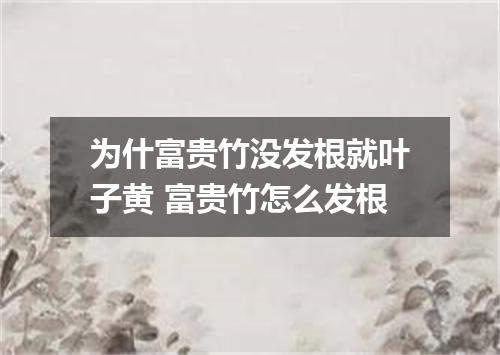 为什富贵竹没发根就叶子黄 富贵竹怎么发根