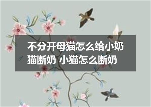 不分开母猫怎么给小奶猫断奶 小猫怎么断奶
