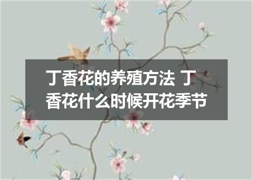 丁香花的养殖方法 丁香花什么时候开花季节