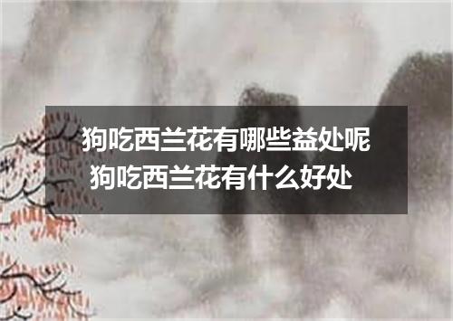 狗吃西兰花有哪些益处呢 狗吃西兰花有什么好处