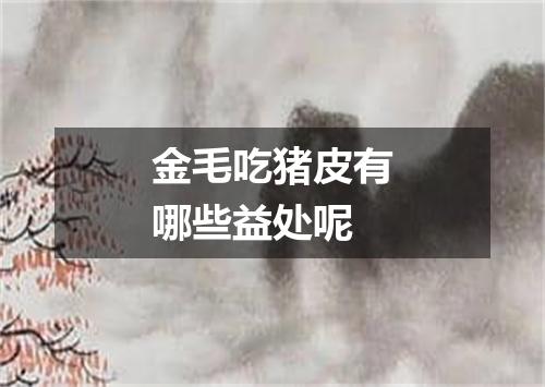 金毛吃猪皮有哪些益处呢