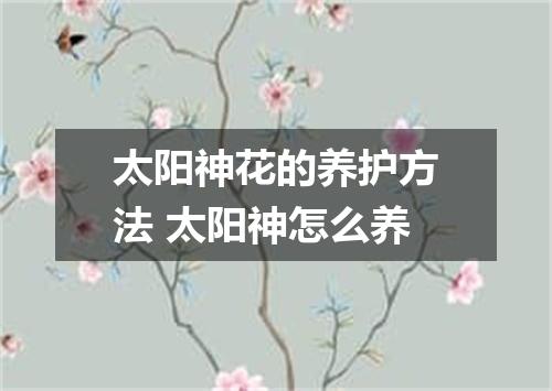 太阳神花的养护方法 太阳神怎么养