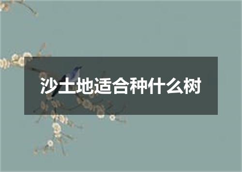 沙土地适合种什么树