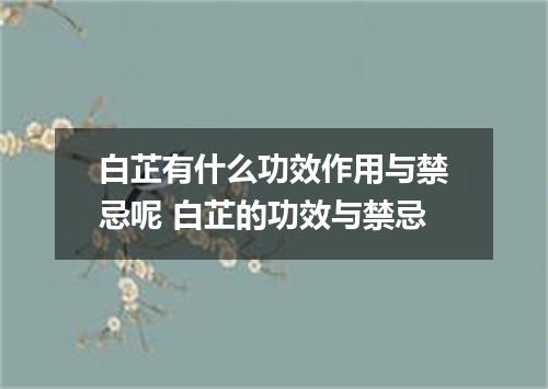 白芷有什么功效作用与禁忌呢 白芷的功效与禁忌