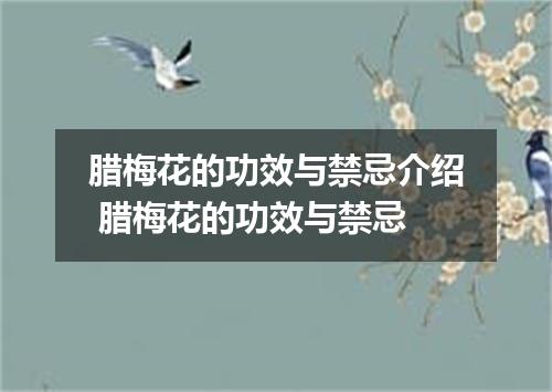 腊梅花的功效与禁忌介绍 腊梅花的功效与禁忌