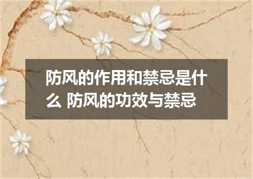 防风的作用和禁忌是什么 防风的功效与禁忌