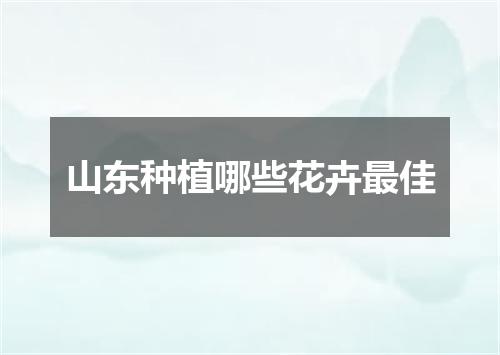 山东种植哪些花卉最佳