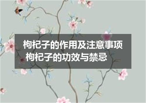 枸杞子的作用及注意事项 枸杞子的功效与禁忌