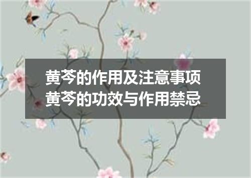 黄芩的作用及注意事项 黄芩的功效与作用禁忌