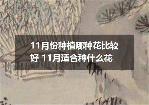 11月份种植哪种花比较好 11月适合种什么花