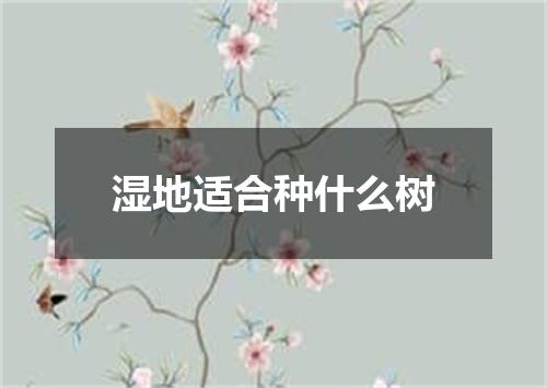 湿地适合种什么树