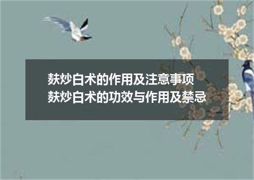 麸炒白术的作用及注意事项 麸炒白术的功效与作用及禁忌
