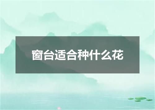 窗台适合种什么花