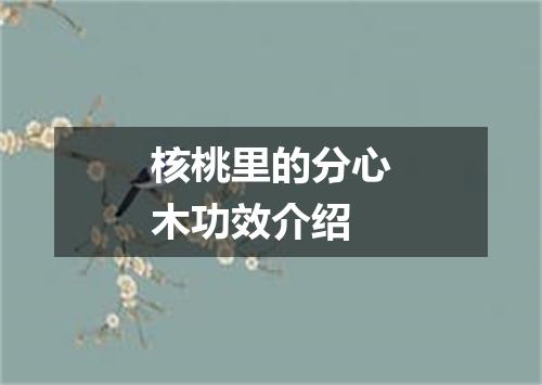 核桃里的分心木功效介绍
