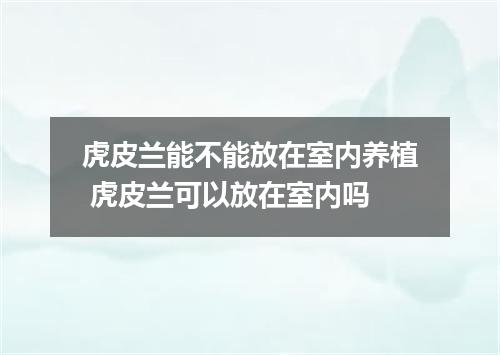 虎皮兰能不能放在室内养植 虎皮兰可以放在室内吗