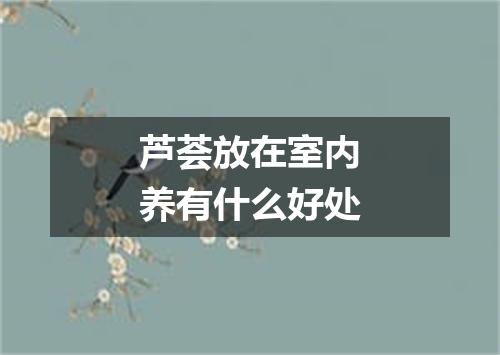 芦荟放在室内养有什么好处