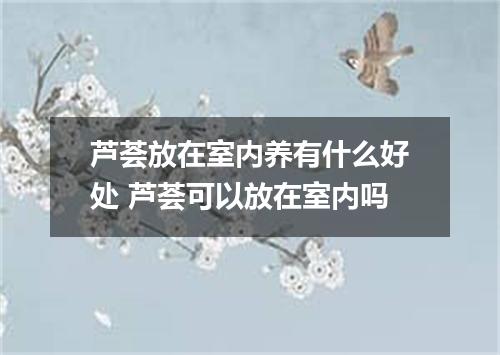 芦荟放在室内养有什么好处 芦荟可以放在室内吗