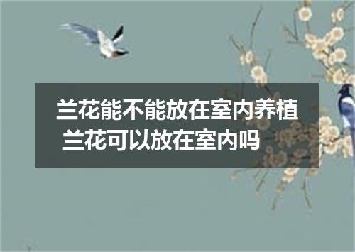 兰花能不能放在室内养植 兰花可以放在室内吗
