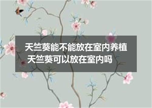 天竺葵能不能放在室内养植 天竺葵可以放在室内吗