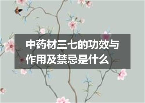 中药材三七的功效与作用及禁忌是什么