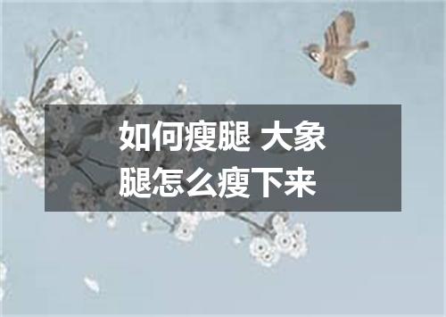 如何瘦腿 大象腿怎么瘦下来