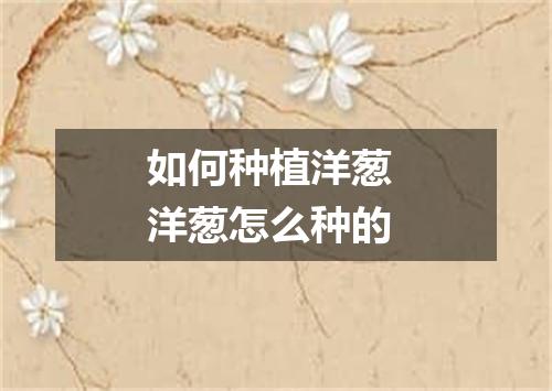 如何种植洋葱 洋葱怎么种的